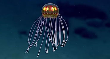 медуза-НЛО